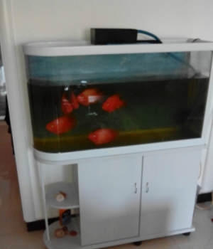 低價轉讓水族箱及6條大紅鸚鵡魚，僅1000元